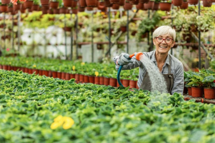 Persoon geeft water aan een groot veld met groene planten in een serre, omringd door rijen bloempotten die aan het plafond hangen.
